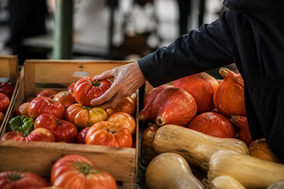 Cagettes de tomates de plein champ à côté de potimarrons et de courges sur un étal, mains seules qui choisissent, jour
